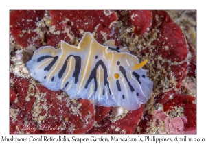 Mushroom Coral Reticulidia