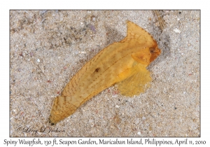 Spiny Waspfish