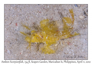 Ambon Scorpionfish