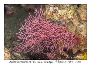 Sea Fan