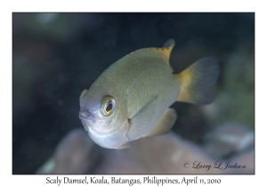 Scaly Damsel