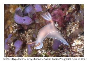 Bullock's Hypselodoris