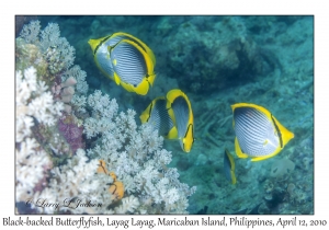 Black-backed Butterflyfish