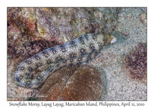 Snowflake Moray