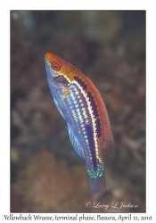 Yellowback Wrasse