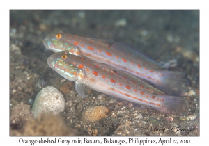 Orange-dashed Gobies