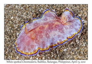 White-spotted Goniobranchus