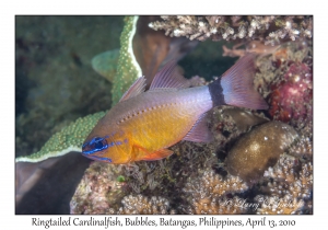 Ringtailed Cardinalfish