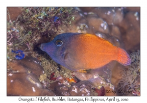 Orangetail Filefish