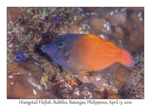 Orangetail Filefish