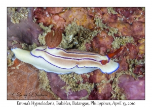 Emma's Hypselodoris