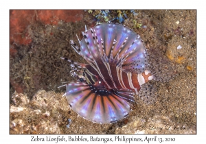 Zebra Lionfish