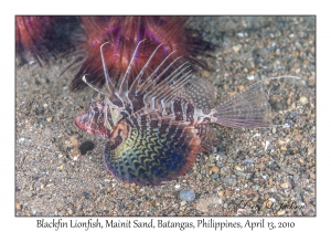 Blackfin Lionfish