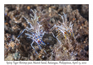 Spiny Tiger Shrimp