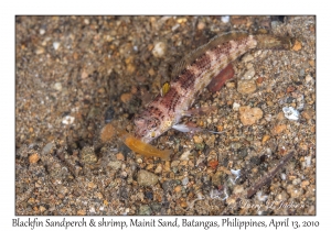 Blackfin Sandperch eating Shrimp