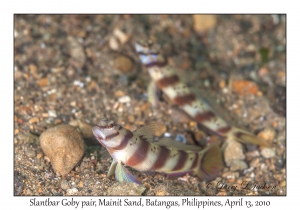 Slantbar Gobies