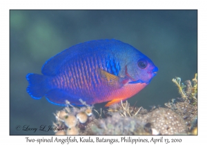 Two-spined Angelfish