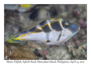 Mimic Filefish