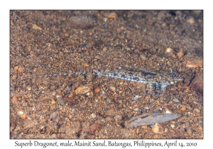 Superb Dragonet