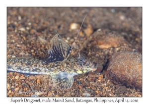 Superb Dragonet