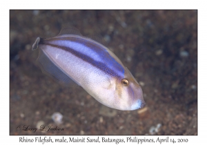 Rhino Filefish