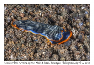 Undescribed Armina species