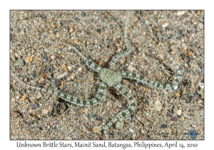 Brittle Star