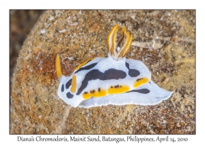 Diana's Chromodoris