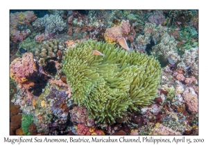 Magnificent Sea Anemone & Pink Anemonefish