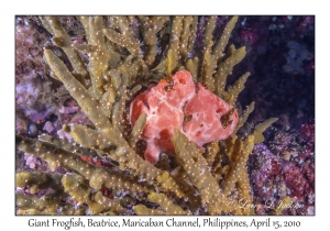 Giant Frogfish