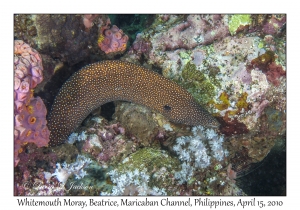 Whitemouth Moray