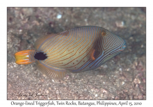 Orange-lined Triggerfish