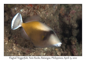 Flagtail Triggerfish