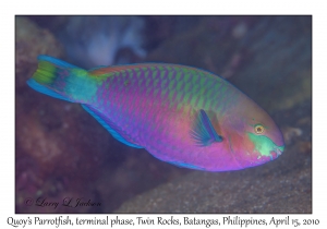 Quoy's Parrotfish