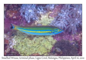 Smalltail Wrasse