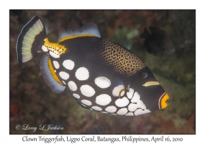 Clown Triggerfish