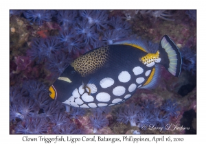 Clown Triggerfish