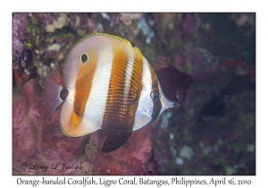 Orange-banded Coralfish