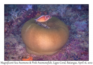 Magnificent Sea Anemone & Pink Anemonefish