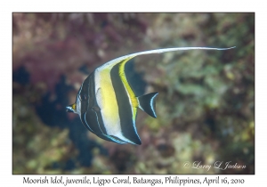 Moorish Idol