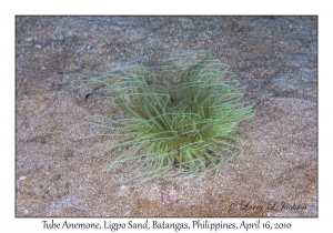 Tube Anemone