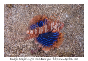 Blackfin Lionfish