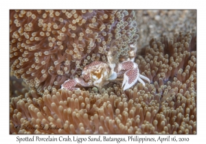 Spotted Porcelain Crab