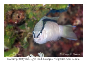 Blackstripe Dottyback