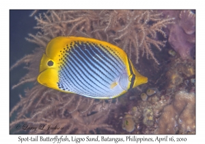 Spot-tail Butterflyfish