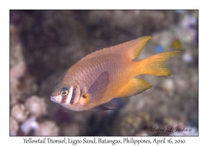 Yellowtail Damsel