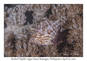 Radial Filefish