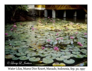 Water Lilies