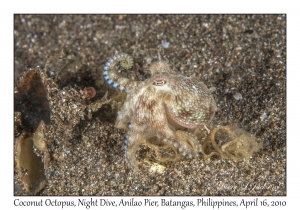 Coconut Octopus