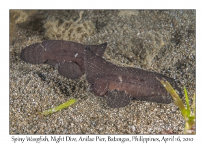 Spiny Waspfish